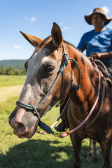 Obraz premium Close up of horse head with Costa Rican cowboy in background