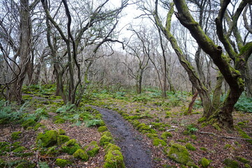 fine winter path and mossy old trees