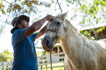 Costa Rican cowboy grooming white horse mane with scissors © STOCKEROcr