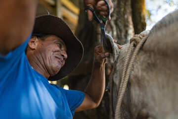 Close up of Costa Rican cowboy trimming white horse ear at ranch