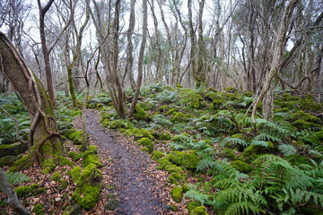 mossy rocks and bare old trees in winter forest