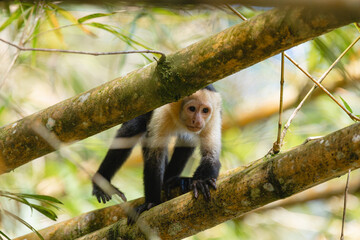 Fototapeta premium White-faced capuchin monkey perched on a tree branch in tropical forest