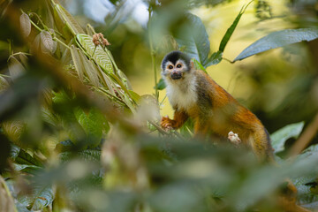 Obraz premium Central American squirrel monkey in lush tropical rainforest canopy