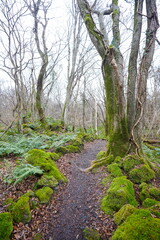 mossy rocks and bare old trees in winter forest