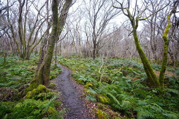 fine winter path and mossy old trees