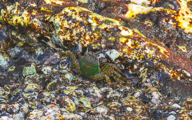 Green crab eating moss on rocks at beach in Thailand.