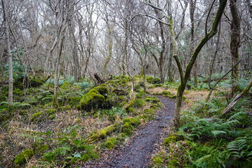 desolate winter forest and pathway