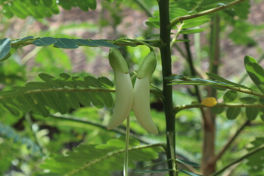 the flower buds of Sesbania grandiflora; West Indian pea (Sesbania grandiflora) flowers which have not bloomed on the tree at a garden in Java, Indonesia