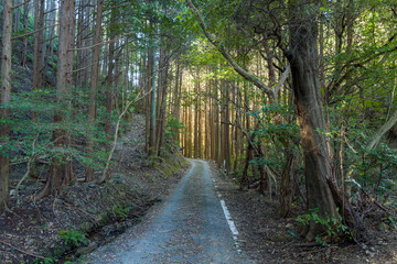 Fototapeta premium A single-lane gravel road curves into a lush forest of tall, slender trees with dappled sunlight filtering through the canopy. The scene is tranquil, with rich textures from tree trunks, leafy