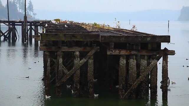  a video of an Puget Sound wildlife refuge dock in Washington State