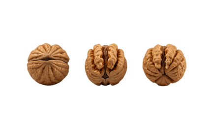 Three Walnuts in Shells Arranged in a Row