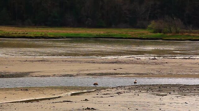  video of Two Birds on the shoreline of the Puget Sound Washington State