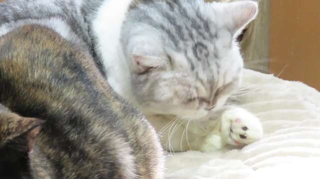 舌で毛づくろいする室内で飼育された猫のアップ