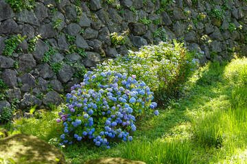 Obraz premium Sunlit courtyard view of scenic Japanese garden landscape on an overcast day