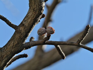 Tokyo,Japan - January 12, 2026: Dry up gingko nuts on a branch in winter
