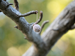 Tokyo,Japan - January 12, 2026: Dry up gingko nuts on a branch in winter
