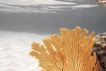 Delicate fan-like gorgonian coral swaying gently in clear ocean water with subtle surface light