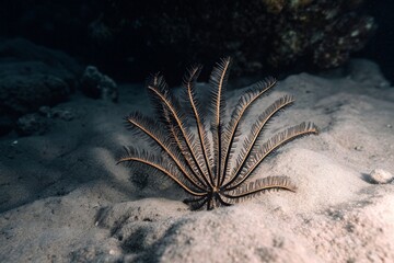 Delicate Feather Star with Branched Arms on Sandy Seabed, Underwater Marine Life