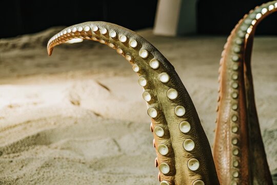 Detailed view of a colossal squid tentacle with numerous circular suckers reaching out, showcasing its intricate anatomy.