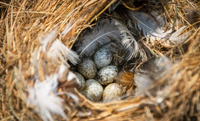 nest of eggs with  few feathers scattered around it