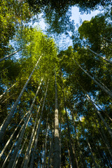 Fototapeta premium Slender bamboo trunks rise toward a bright blue sky in Arashiyama Bamboo Forest, Kyoto, with sunlight illuminating vibrant green leaves and creating a tranquil, natural atmosphere.