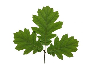 Fototapeta premium Three vibrant green oak leaves on a thin stem against a white background