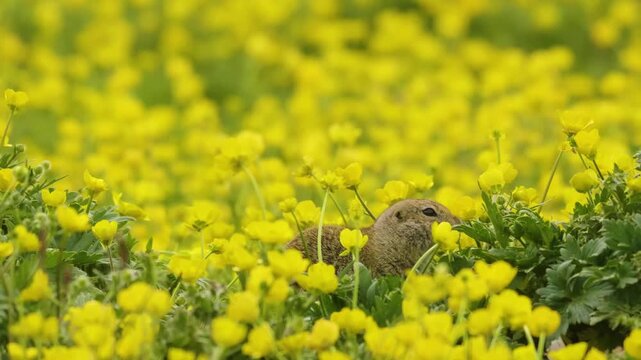 Footage of a wild European ground squirrel (Spermophilus citellus) foraging amidst a lush, vibrant meadow of yellow buttercup flowers on the Kara-Syrt Ridge in the Dagestan region of the Caucasus Moun