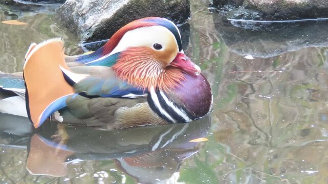 池を泳ぐオシドリのオス