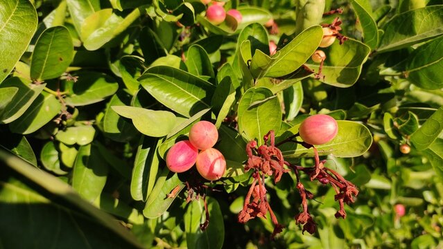 Row fruits of the Carissa Carandas shrub on the bush, commonly known as Karonda, close up view