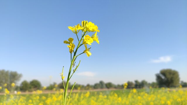 yellow flowers of mustard crop with blue sky background