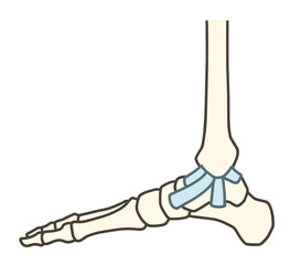 内側から見た足の骨格・足関節と三角靱帯