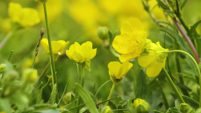 Close-up shot of a small, wild Gopher (Spermophilus) actively foraging for grass and seeds in an alpine meadow in the vast and scenic Caucasus Mountains region.