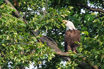 american bald eagle on branch