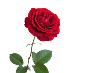 Fototapeta premium Elegant single red rose blossom