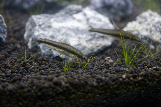 siamese alga eater fisf in aquarum
