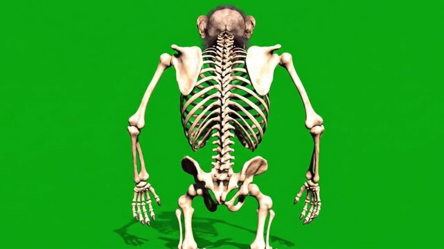 Human Skeleton Front View on Green Screen, Medical Science and Anatomy Illustration