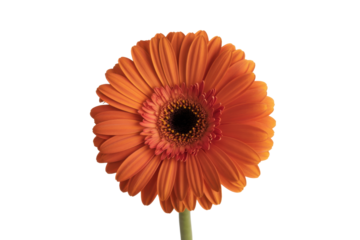 Orange Gerbera Daisy Flower