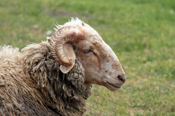 The horned head of sheep
