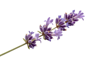 Sprig of Lavender