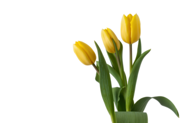 Yellow tulip flowers bouquet