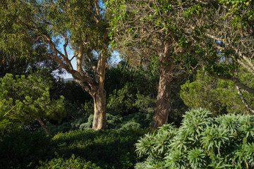 Fototapeta premium lush greenery with tall, leafy trees casting dappled shadows on dense undergrowth. Sunlight filters through the foliage, creating a serene, natural atmosphere.