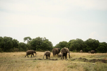 ケニア・マサイマラ国立公園に広がるサバンナの大自然