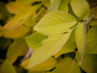 Close up texture of lush green tropical split leaves in rainforest garden, natural foliage background and botany ecology concept.