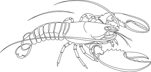 A black and white line art illustration of a lobster, possibly a thien lobster species, for coloring Vector