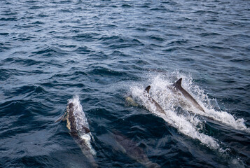 Dolphins swimming in superpod in the channel between Santa Barbara and the Channel Islands in southern California United States