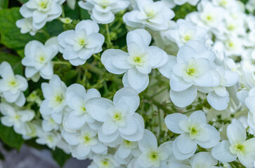 Obraz premium カシワバアジサイの花