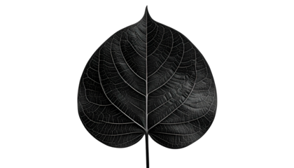 Dark grayscale close-up of a leaf with veins, set against a black background