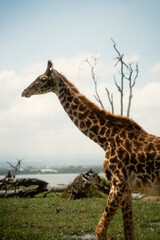 野生動物が歩くクレセント・アイランド ナイバシャ湖の自然とサファリ風景