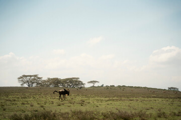 野生動物が歩くクレセント・アイランド ナイバシャ湖の自然とサファリ風景