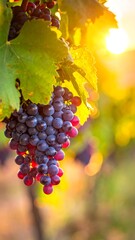 Fototapeta premium Close-up of ripe, dark-colored grapes on a vine, backlit by golden sunlight. Green leaves surround them, creating a warm, vibrant scene